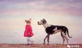 泉州爆料大狗视频,究竟何方神圣？